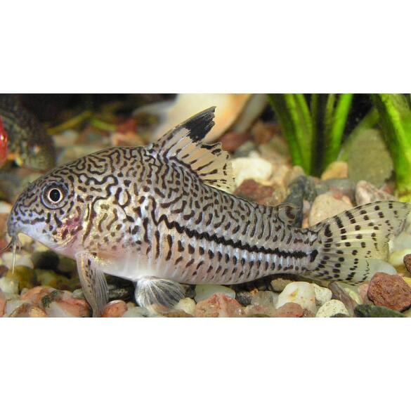 Сом Коридорас Джули