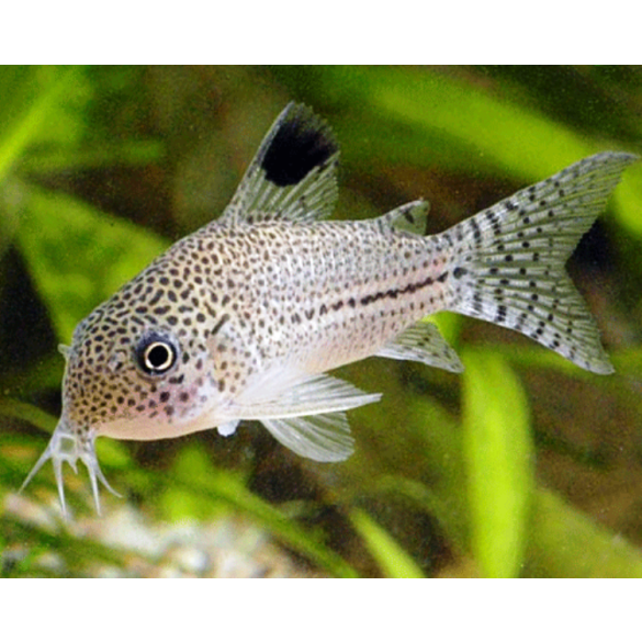 Сом Коридорас Джули