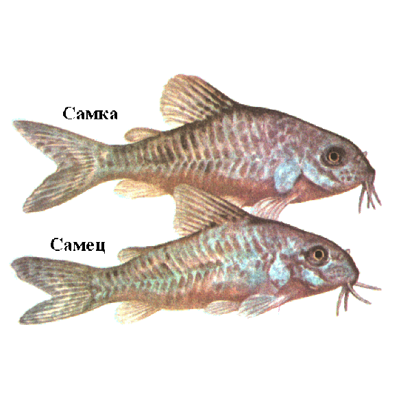 Сом Коридорас Джули