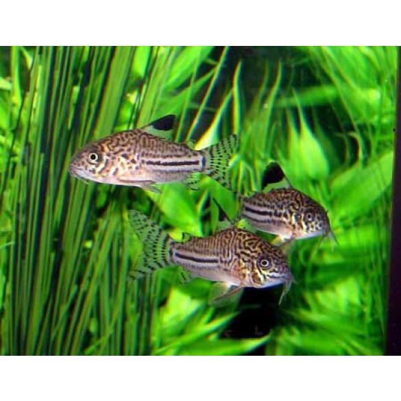 Сом Коридорас Джули