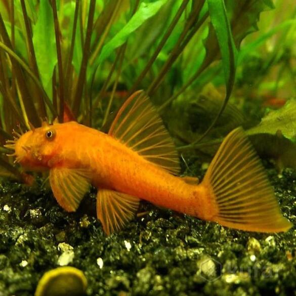 Сом Анциструс Рэд (Ancistrus dolichopterus)