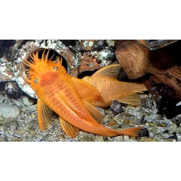 Сом Анциструс Рэд (Ancistrus dolichopterus)