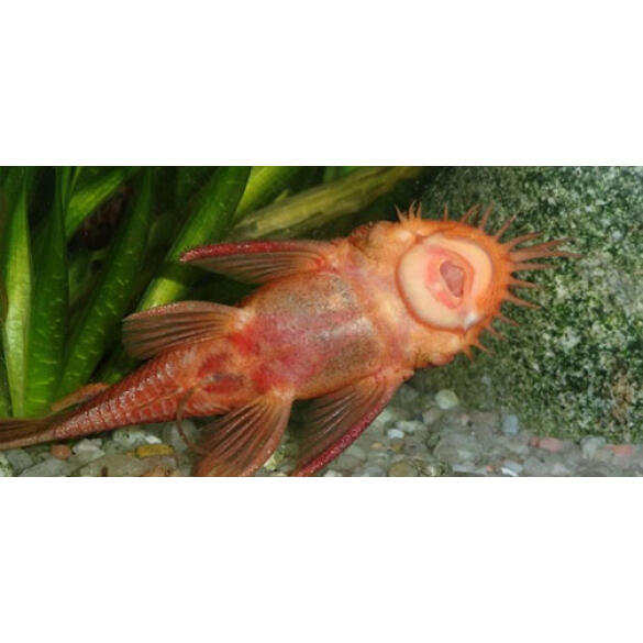 Сом Анциструс Рэд (Ancistrus dolichopterus)