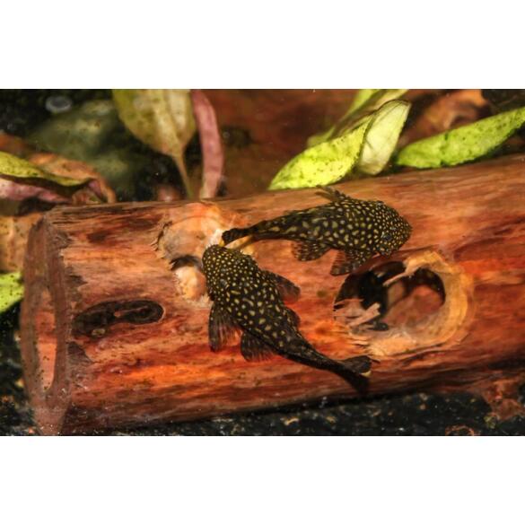 Сом Анциструс (Ancistrus dolichopterus) 10см