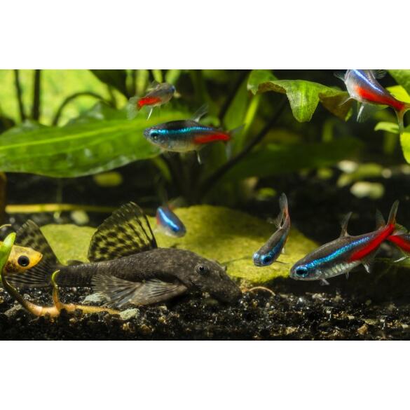 Сом Анциструс (Ancistrus dolichopterus) 10см