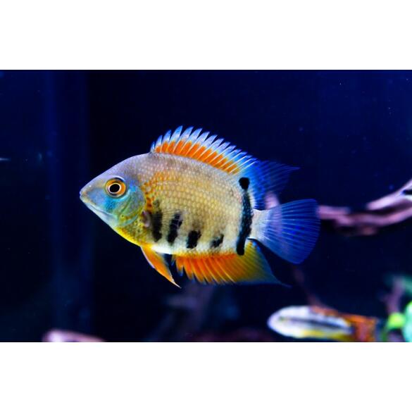 Северум Красноплечий (Heros severus)