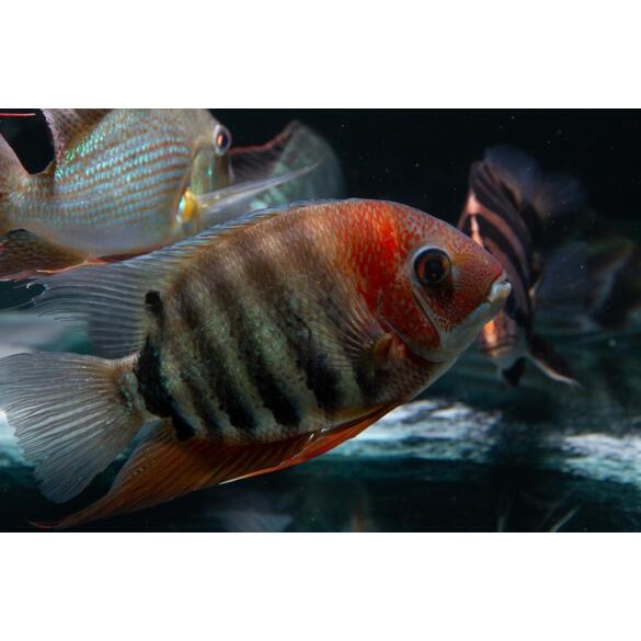 Северум Красноплечий (Heros severus)