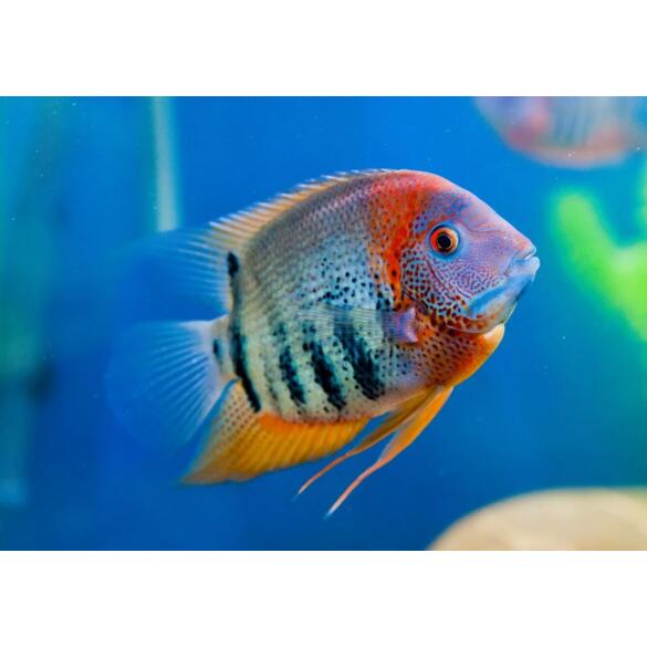 Северум Красноплечий (Heros severus)