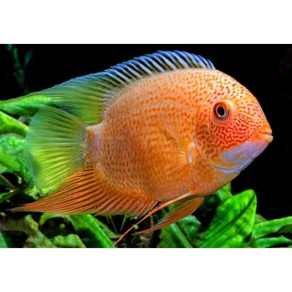 Северум Красноплечий (Heros severus)