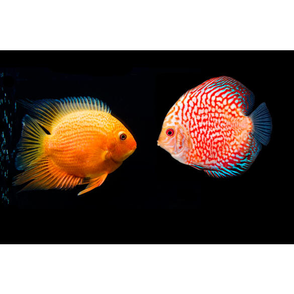 Северум Красноплечий (Heros severus)