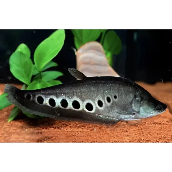 Рыба - Нож Индийский Глазчатый (Chitala ornata) 7см