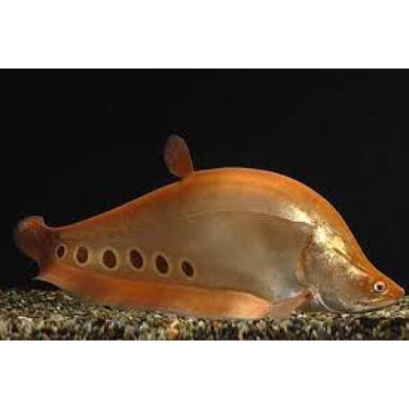 Рыба - Нож Индийский Глазчатый (Chitala ornata) 7см
