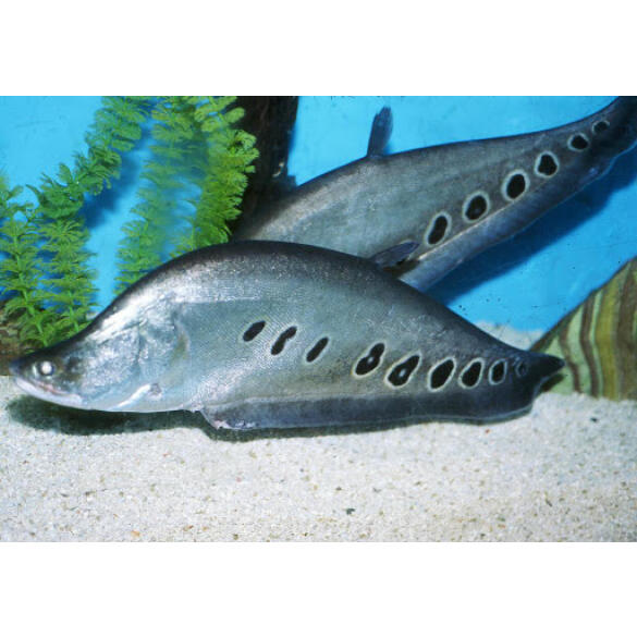 Рыба - Нож Индийский Глазчатый (Chitala ornata) 7см