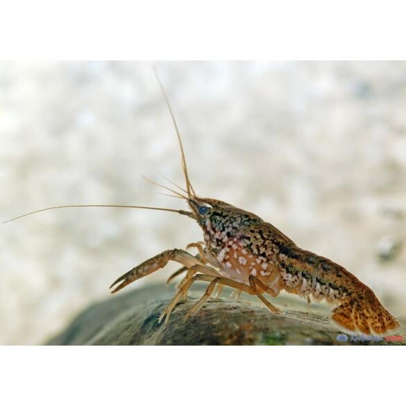 Рак мраморный (Procarambus virginalis)