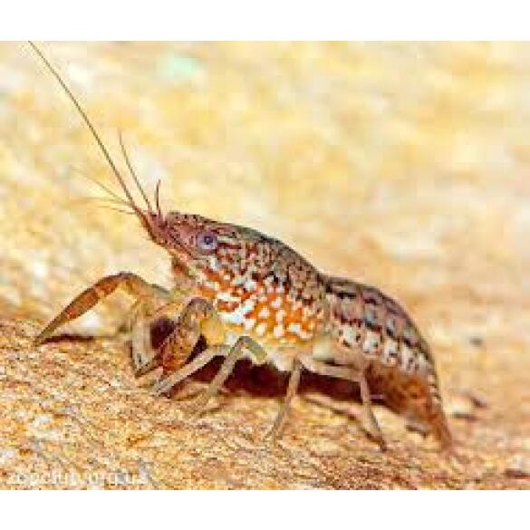 Рак мраморный (Procarambus virginalis)