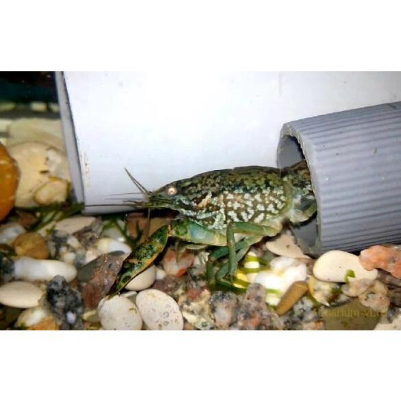 Рак мраморный (Procarambus virginalis)