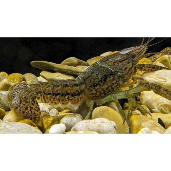 Рак мраморный (Procarambus virginalis)