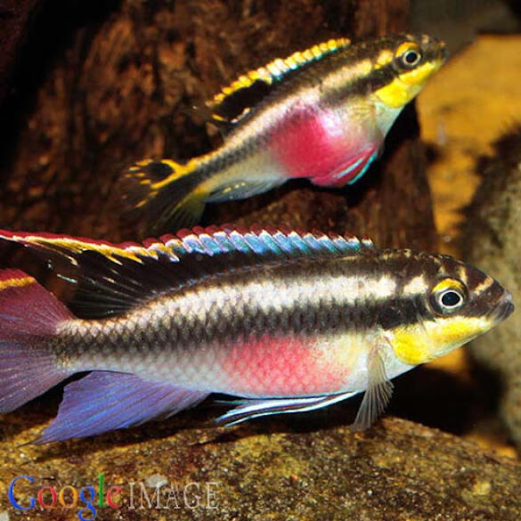 Попугайчик (Pelvicachromis pulcher) 2-3см