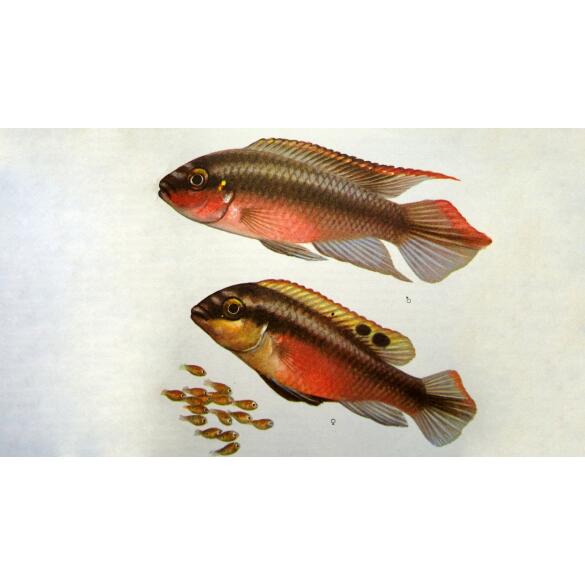 Попугайчик (Pelvicachromis pulcher) 2-3см