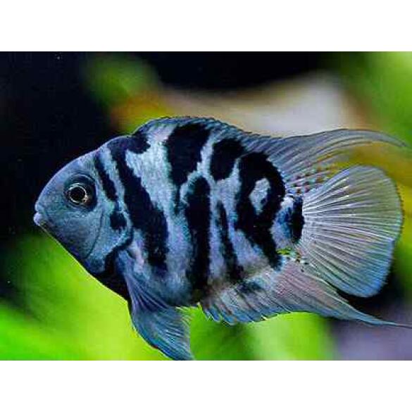 Попугай Синий Тигровый (Parrot Cichlid) 2-3см