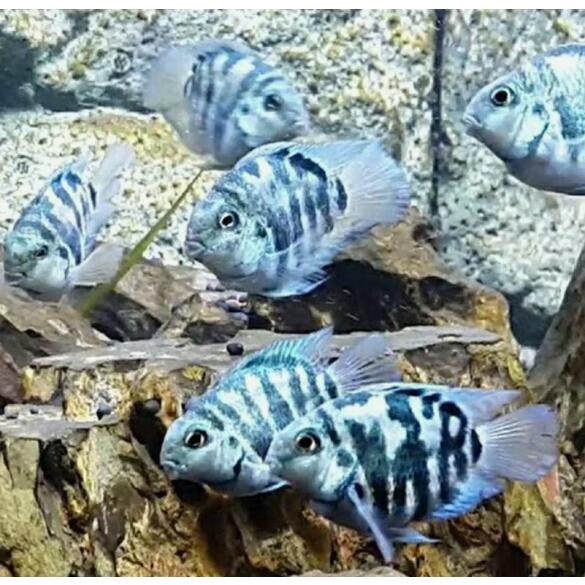 Попугай Синий Тигровый (Parrot Cichlid) 2-3см