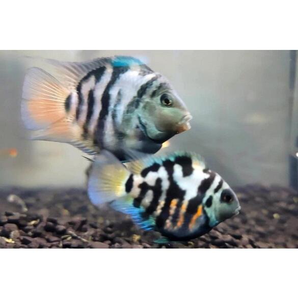 Попугай Синий Тигровый (Parrot Cichlid) 2-3см