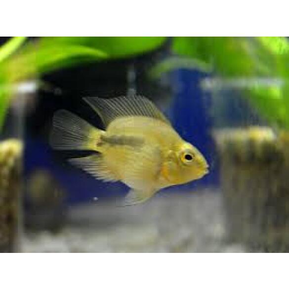 Попугай неокрашенный (Purple Pappot) 3-4см