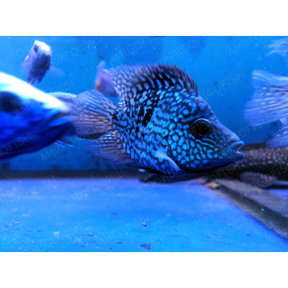 Попугай Брилиантовый