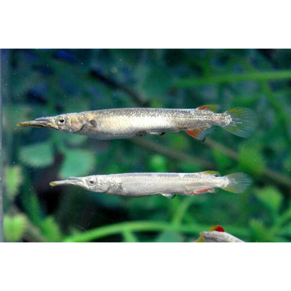 Полурыл (Dermogenys pusilla) Серебряный