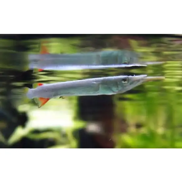 Полурыл (Dermogenys pusilla) Серебряный