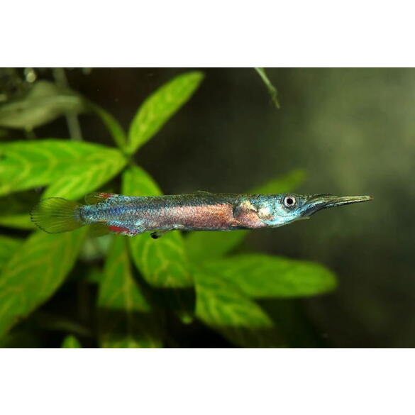 Полурыл (Dermogenys pusilla) Серебряный