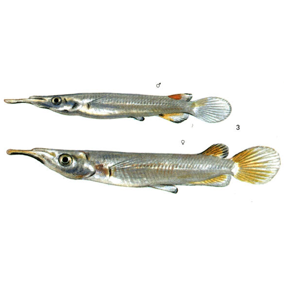 Полурыл (Dermogenys pusilla) Серебряный