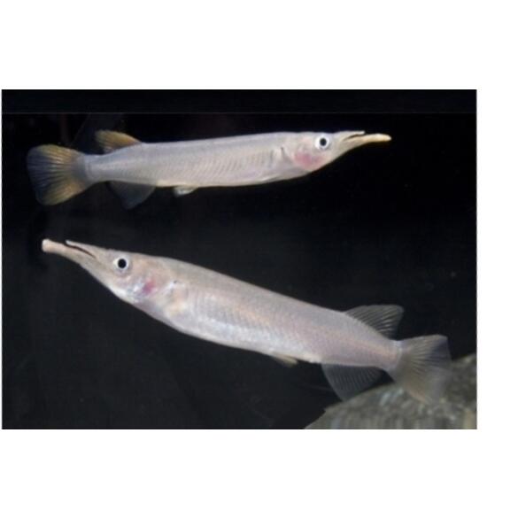 Полурыл (Dermogenys pusilla) Серебряный