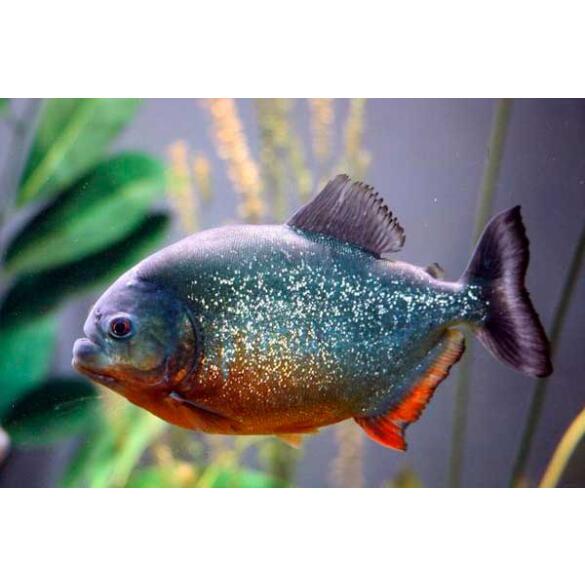 Пиранья Наттерера (Pygocentrus nattereri)