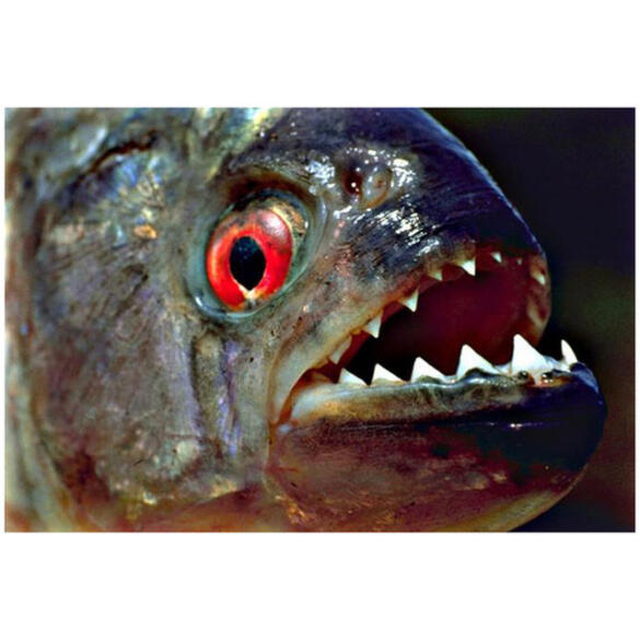 Пиранья Наттерера (Pygocentrus nattereri)