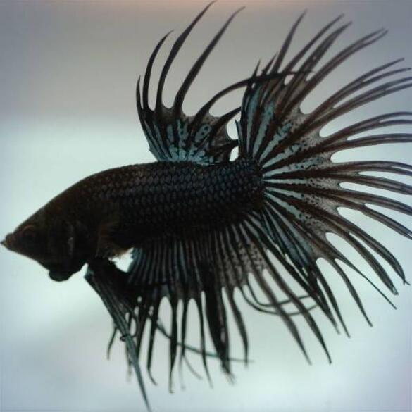 Петушок Черный (Black Crystal) 5-6см