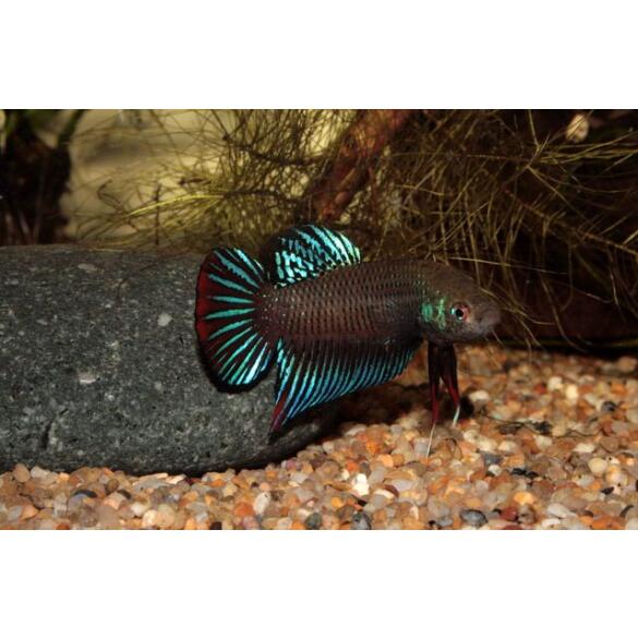 Петушок Черный (Black Crystal) 5-6см