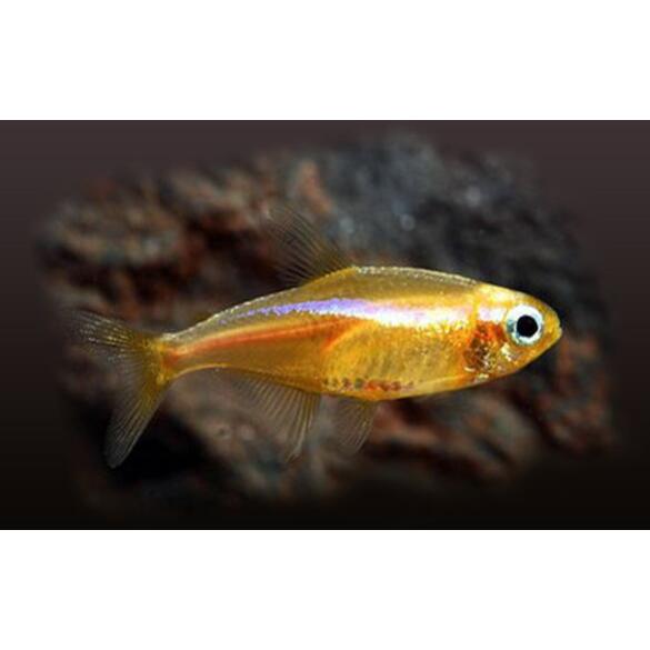 Неон Золотой (Paracheirodon innesi var.)