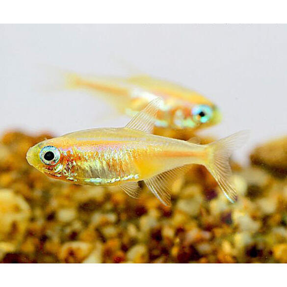 Неон Золотой (Paracheirodon innesi var.)