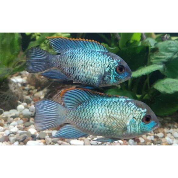 Наннакара бирюзовая (Andinoacara rivulatus) 1-2см