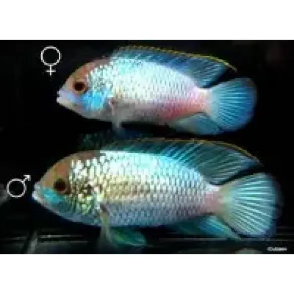 Наннакара бирюзовая (Andinoacara rivulatus) 1-2см