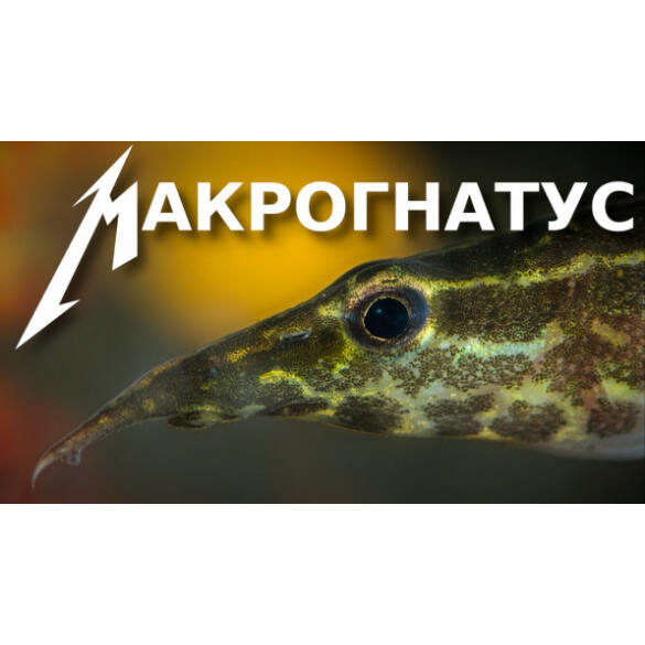 Макрогнатус (Macrognathus)