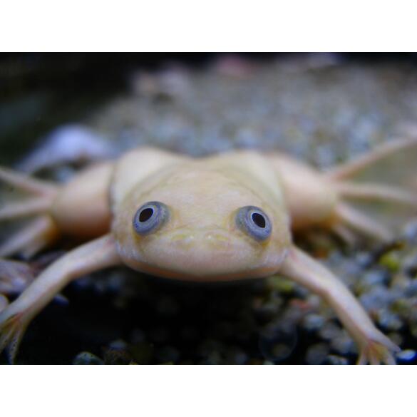 Лягушка Шпорцевая