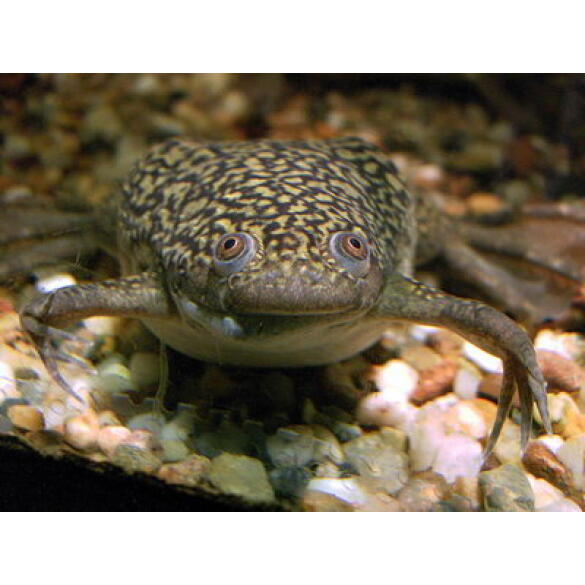 Лягушка Шпорцевая