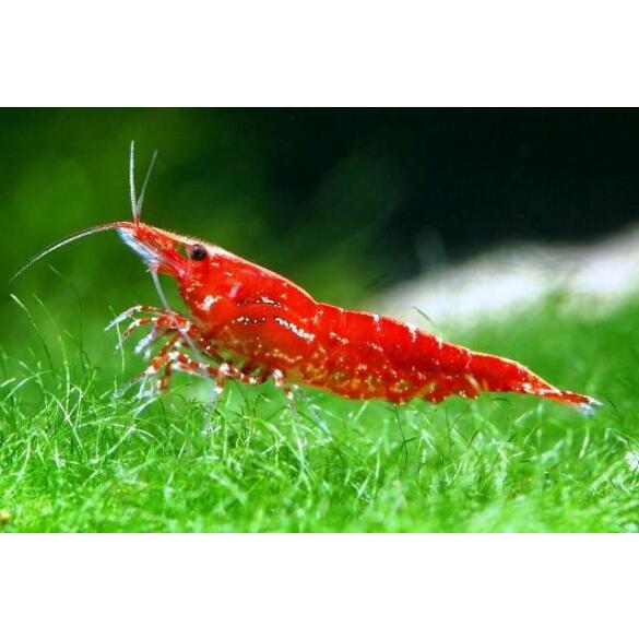 Креветки Вишни (Cherry Shimp)