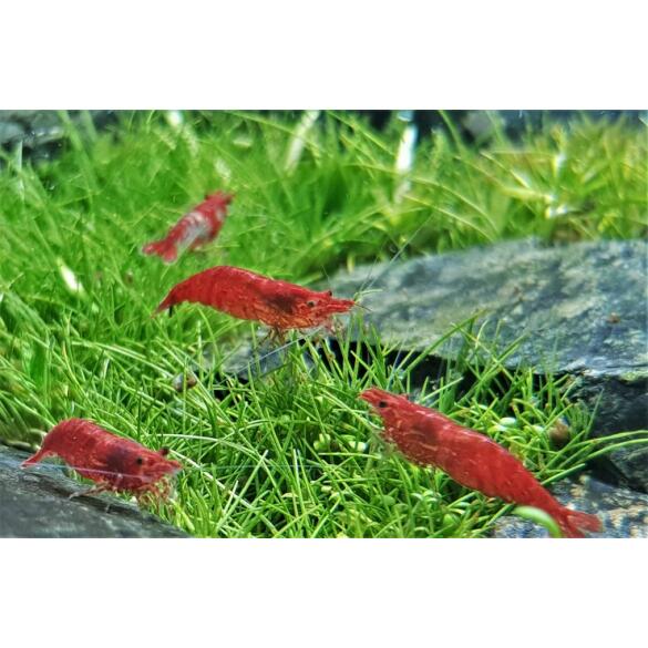 Креветки Вишни (Cherry Shimp)