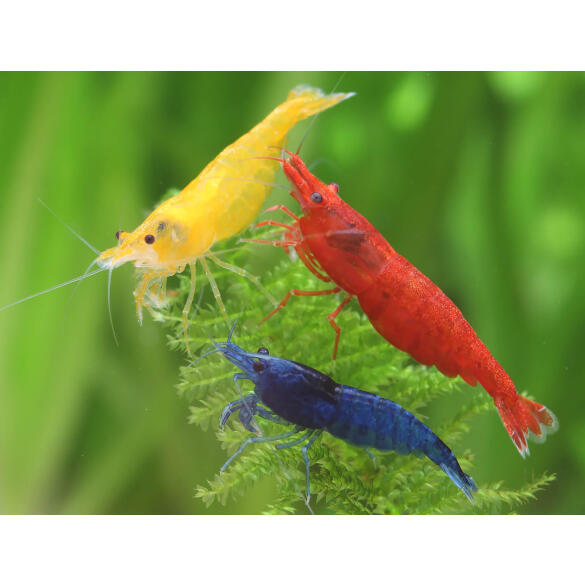 Креветки Вишни (Cherry Shimp)