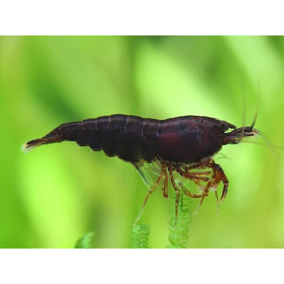 Креветка Шоколадная (Chocolate Neocaridina)