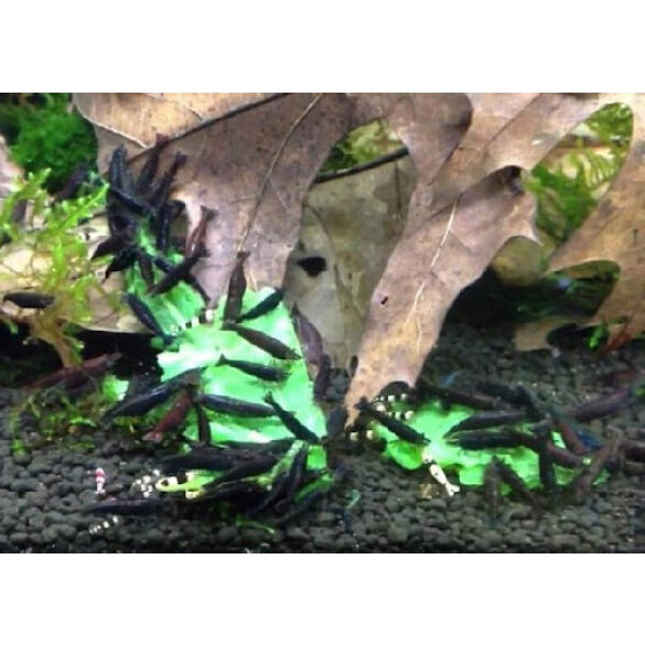 Креветка Шоколадная (Chocolate Neocaridina)