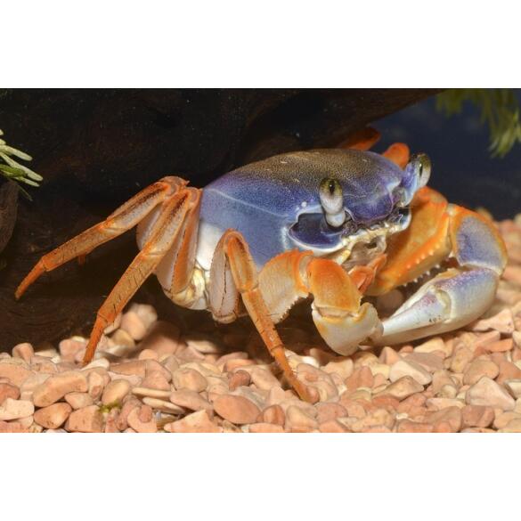 Краб радужный